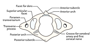 Check spelling or type a new query. Easy Notes On Cervical Vertebrae Learn In Just 6 Minutes Earth S Lab