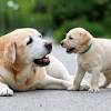 A dog is a perfect pet for those who like to spend a lot of time outdoors, and for those who are looking for a companion. Https Encrypted Tbn0 Gstatic Com Images Q Tbn And9gcrlj9w56ot0j3otkpsydck3zm3lmlybiodldxv8xoi Jjwkqzxo Usqp Cau