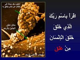 مراحل تكون الجنين بالصور المعرفة