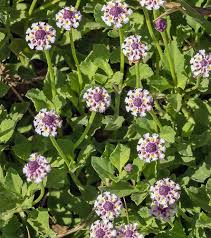 Image result for Phyla nodiflora