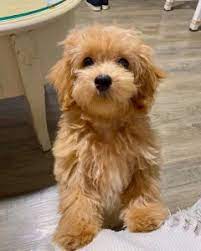 History and original purpose of the maltipoo. Best Maltipoo Breeders In Texas 2021 Top 3 Picks We Love Doodles