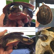 African sideneck turtles are freshwater turtles. My Pink Bellies And Their Home Crooked Necks Turtle Forum