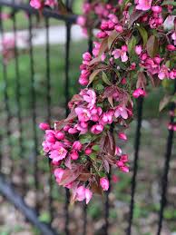 Maybe you would like to learn more about one of these? Join Us At Central Gardens Of North Iowa In Clear Lake Iowa