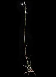 Image result for Andropogon perligulatus