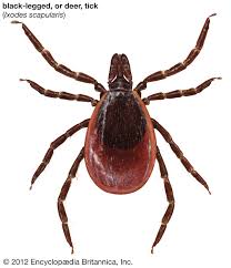 Along with mites, they constitute the subclass acari. Tick Taxonomy Description Species Facts Britannica