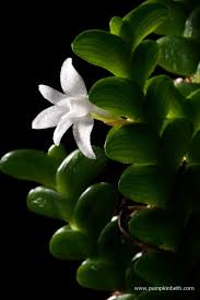 Image result for Angraecum distichum