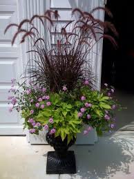 We did not find results for: Flowers And Garden Ideas Purple Fountain Grass Lantana Sweet Potato Vine Flowers Tn Leading Flowers Magazine Daily Beautiful Flowers For All Occasions