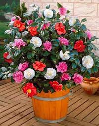 Hardy Evergreen Tricolour Camellia Japonica Three Different Colours On One Plant Garden Plants Garden Plants Plants Perfect Plants