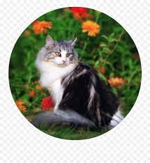 We did not find results for: Download Cute Cat Playing In The Beautiful Field Of Flowers Beautiful Cat In The Flowers Png Cute Cat Png Free Transparent Png Images Pngaaa Com
