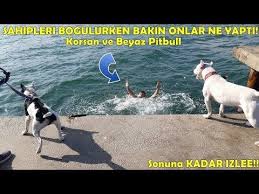 Kopekleri Denize Atmak Kopek Yuzmek Iskele Kopekler Yuzer Mi Yaz Deniz 2020 Pitbull Kopek Iskele