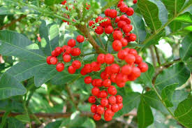 Image result for Schinus