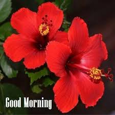 Pin By Kallol Bhattacharya On Good Morning Good Night Hibiscus Rosa Sinensis Growing Hibiscus Hibiscus