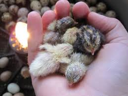 Chinese Painted Button Button Quail Pet Birds Quail