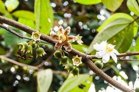 Image result for Bellucia