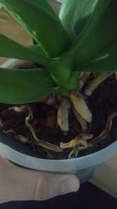 Phanaelopsis 3eme Tentative Questions Reponses Forums Orchidees Fr En 2020 Culture Des Orchidees Jardinerie Cultiver