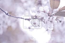 Once the flowering is over, remove the flower heads (and read on to find out why!). White Flowers Cherry Tree Flowers Cherry Tree Blossomed Honey Fototapete Fototapeten Weiss Baum Textur Myloview De