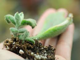 How To Grow Kalanchoe From Cuttings World Of Succulents Plants Propagating Plants Grow Lights For Plants