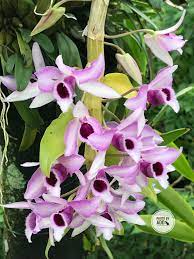 Dendrobium Superbum Var Anosmum Orchid Flower Carnivorous Plants Types Of Flowers
