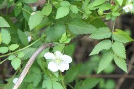 Image result for Rubus rosifolius
