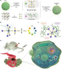 Check spelling or type a new query. Self Assembled Single Atom Nanozyme For Enhanced Photodynamic Therapy Treatment Of Tumor Nature Communications