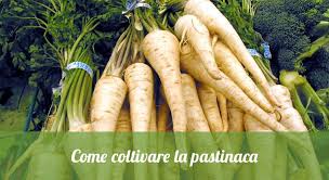 Maybe you would like to learn more about one of these? Come Coltivare La Pastinaca Orto24