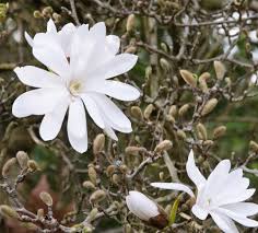 By september, the tree will be covered in ornamental red berries. Garden Design The Abcs Of Northern Virginia Flowering Trees Surrounds Landscape Architecture