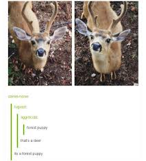 Nope Forest Puppy Cute Animals Funny Animals Animal Jokes