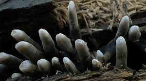 Image result for Xylaria polymorpha
