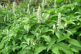 Image result for Justicia striata