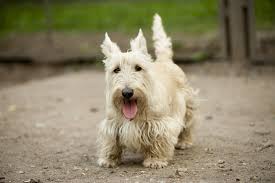 We did not find results for: Scottish Terrier Hunde Informationen Zu Den Rassen Omlet