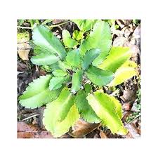 Image result for Kalanchoe pinnata