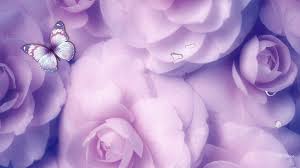 Check spelling or type a new query. Lavender Rose Wallpapers Top Free Lavender Rose Backgrounds Wallpaperaccess