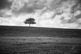 Black And White Landscape Photography Nature Black And White Nature Photography Print Minimalist Tree Art Etsy Photography Prints Art Fine Art Landscape Photography Photography Wall Art