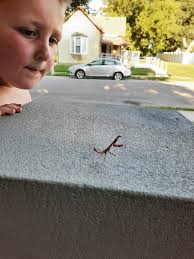 Gary's Arcanine likes to digging a holes in his yard. By otakuap