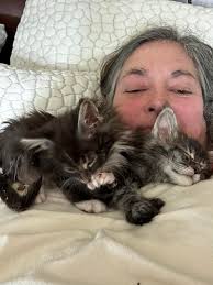 Polydactyl Blue eyed female 💙💙 #mainecoonkitten #mainecoon #kitty  @everyone@highlight King Maine Coon Cattery 👑