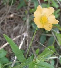 Image result for Sida dregei