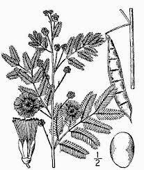 Image result for Acacia montigena