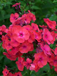 Pin On Wish List For Garden