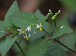 Image result for Solanum scabrum