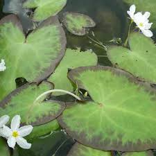 Image result for Nymphoides milnei