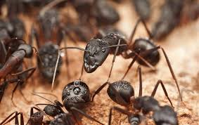 Pour the ground black or cayenne version onto ant scent trails. Carpenter Ants Pest Identification In Orlando Tampa Fl