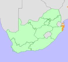 Image result for Synaptolepis oliveriana