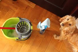 Is Lysol Daily Cleanser Safe To Use Around Pets Cuteness