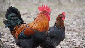 The breed was created with the local feral chickens descended from fighting game chickens carried from indonesia and india. Black Copper Marans Chicken Fowl Feature 4 Sunbird Farms