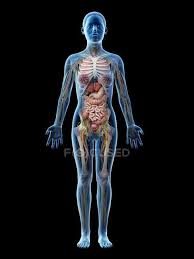 Jul 23, 2016 · related posts of anatomy of the back organs anatomy of the abdominal. Human Body Model Showing Female Anatomy With Internal Organs Digital 3d Render Illustration Abdomen Biology Stock Photo 308622692
