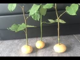 Between two standard roses in this one which we are waiting to flower and is called lady emma hamilton, it is another beautiful smelling rose. How To Grow Rose Cuttings In Potatoes Youtube