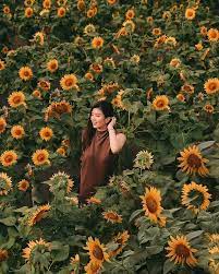 Ukuran bunga ini besar dan bentuknya menyerupai matahari. 9 Taman Bunga Matahari Yang Instagramable Di Indonesia Bukareview