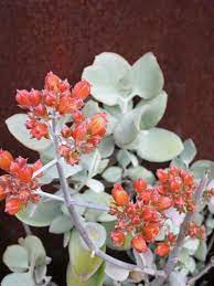 Kalanchoe Bracteata Silver Teaspoons World Of Succulents Succulents Silver Plant Planting Succulents
