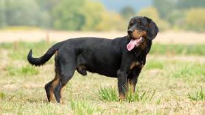 Image result for slovenský kopov