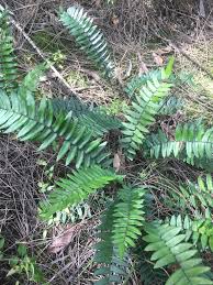 Image result for Pellaea angulosa